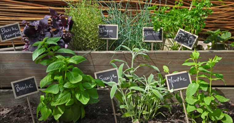 Comment Cultiver des Plantes Aromatiques Chez Toi – Conseils et Astuces